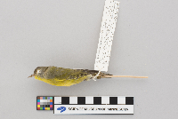 Vermivora ruficapilla image