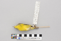 Vermivora ruficapilla image