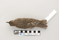 Sturnus vulgaris image