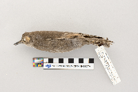 Sturnus vulgaris image