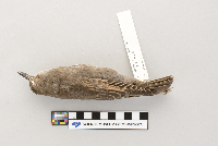 Sturnus vulgaris image