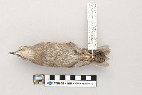 Sturnus vulgaris image