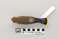 Bombycilla cedrorum image