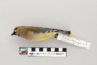 Bombycilla cedrorum image