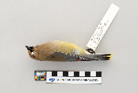 Bombycilla cedrorum image