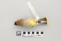 Bombycilla cedrorum image