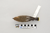 Bombycilla cedrorum image