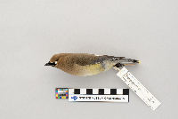 Bombycilla cedrorum image