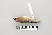 Bombycilla cedrorum image