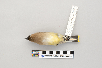 Bombycilla cedrorum image