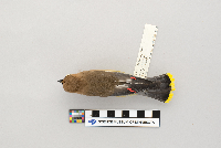 Bombycilla cedrorum image