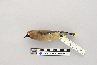 Bombycilla cedrorum image