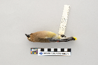 Bombycilla cedrorum image