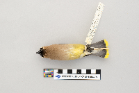 Bombycilla cedrorum image