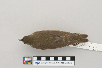 Catharus minimus image