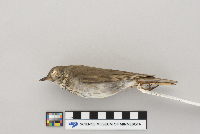 Catharus minimus image