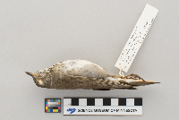 Catharus minimus image
