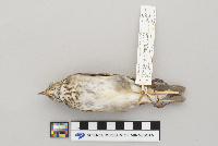 Catharus minimus image