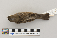 Passer domesticus image