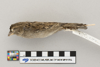 Passer domesticus image