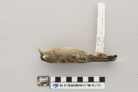 Passer domesticus image