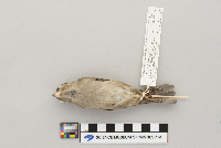 Passer domesticus image