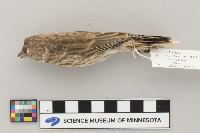 Carpodacus mexicanus image