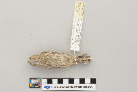 Carpodacus mexicanus image