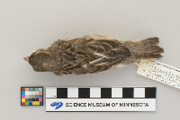 Passer domesticus image
