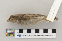 Passer domesticus image