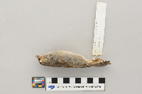 Passer domesticus image