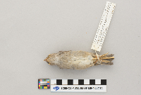 Passer domesticus image