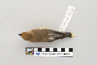 Bombycilla cedrorum image