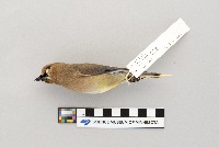 Bombycilla cedrorum image