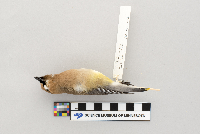 Bombycilla cedrorum image