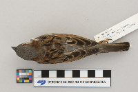 Passer domesticus image
