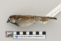 Passer domesticus image
