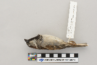 Passer domesticus image