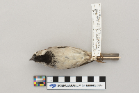 Passer domesticus image