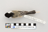 Poecile atricapillus image