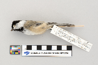 Poecile atricapillus image
