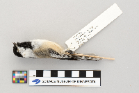 Poecile atricapillus image