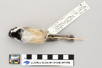 Poecile atricapillus image