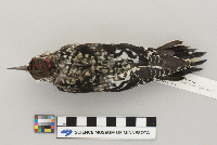 Sphyrapicus varius image