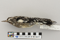 Sphyrapicus varius image