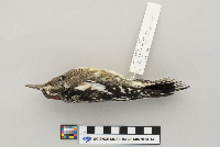 Sphyrapicus varius image
