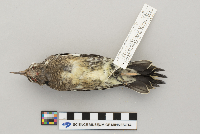Sphyrapicus varius image