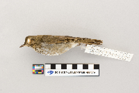 Catharus ustulatus image