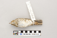 Catharus ustulatus image