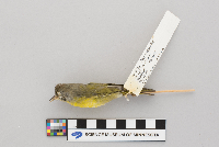 Vermivora ruficapilla image